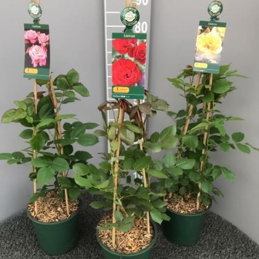 Edelrose Premium Collection ® 90cm T21