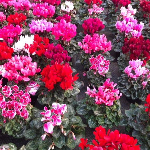 Cyclamen Midi (Midi-Alpenveilchen) T11