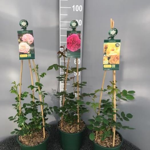 Kletterrose Premium Collection ® 90cm T21