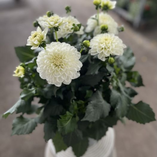 Dahlien Hybriden `Solitaer` T19