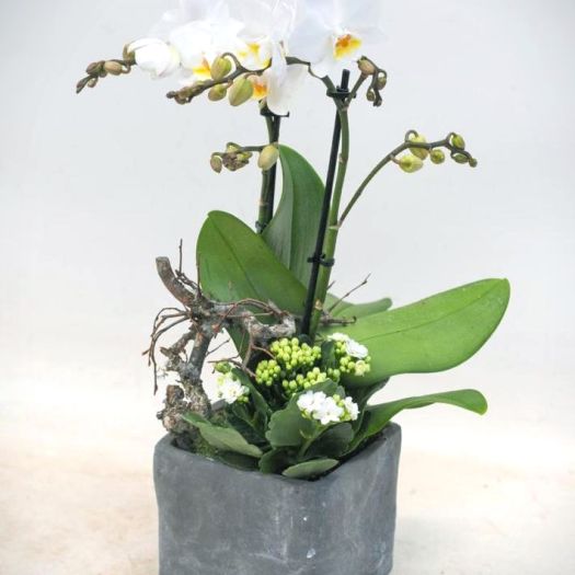 Phalaenopsis Schale
