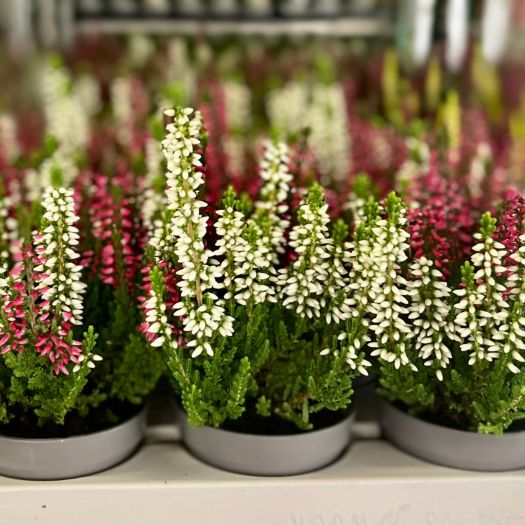 Calluna `Beauty Lady ®` Twin Mini T6