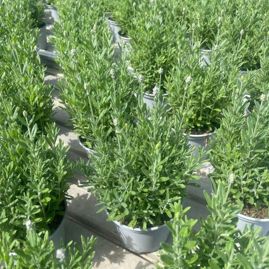Lavendel angustifolia weiß T13