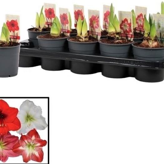 Amaryllis 2 Knospen T12