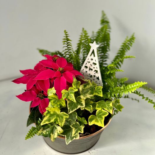 Zinkschale indoor "Santa" rund (3 Pflanzen) 22 cm