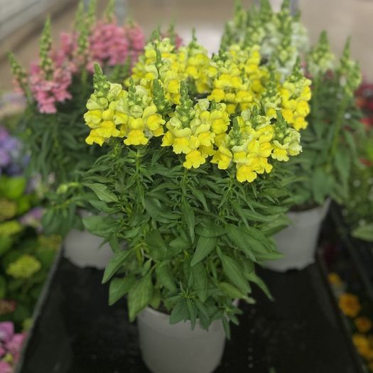 Antirrhinum (Löwenmaul) Solitär T19