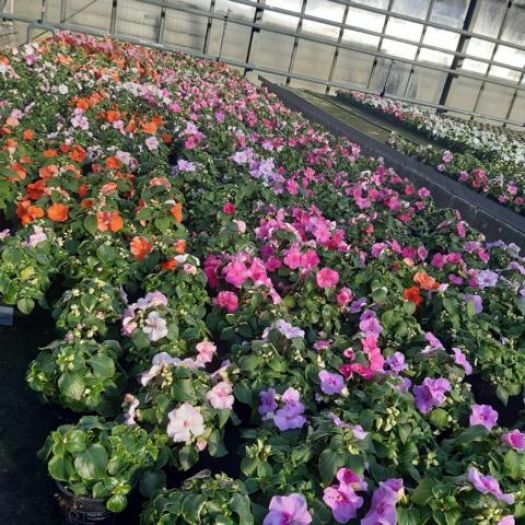 Impatiens waller. (Fleißiges Lieschen) T9