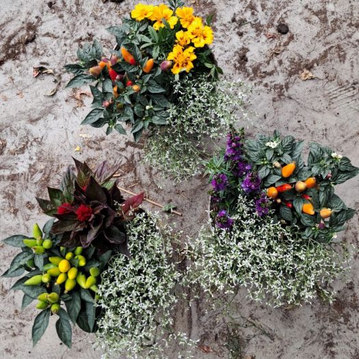 Herbstfeuer Mix (Capsicum & Mix) T17