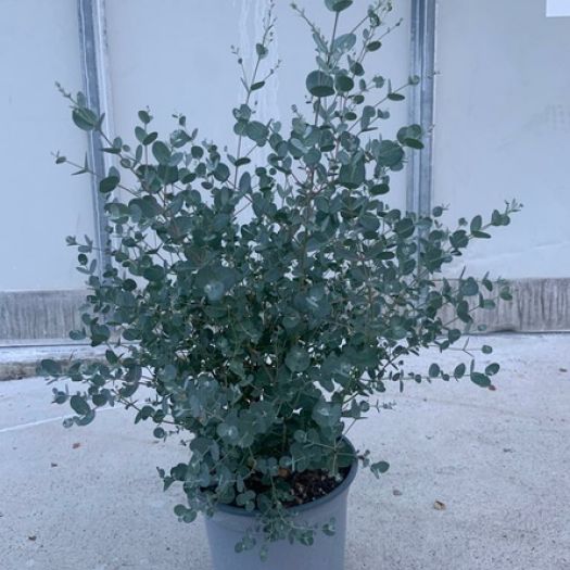 Eucalyptus gunnii Busch T18