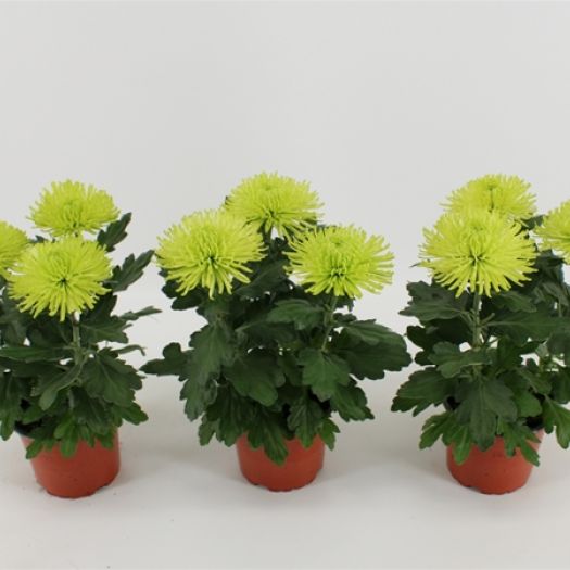 Chrysanthemen `Anastasia` Lime T12