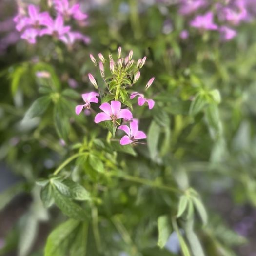 Cleome (Spinnenblume) Solitär T23