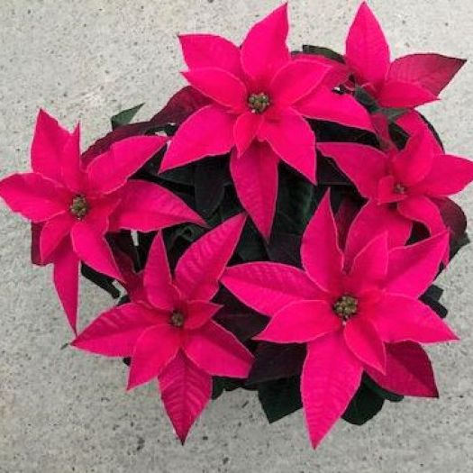 Poinsettien `Princettia ®` (Liebesstern) T12