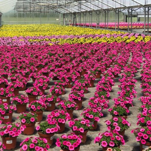 Petunien Calibrachoa `Conga` T13