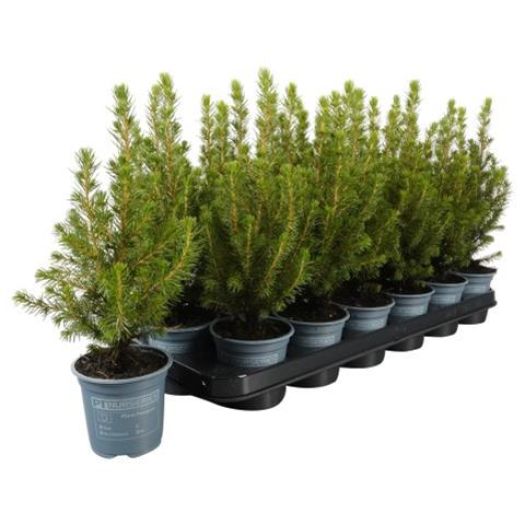 Picea glauca (Zuckerhutfichte) 30/35 T9