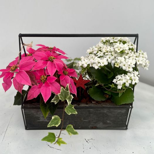 Holzjarnaire indoor "Wichtel" (3 Pflanzen) 30 cm