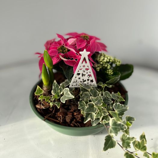 Zinkschale indoor "Ruprecht" (4 Pflanzen) 25 cm