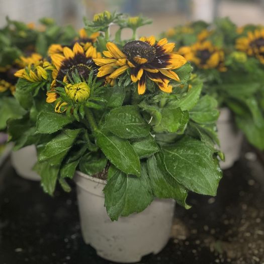 Rudbeckia `Summerina` Solitär T19