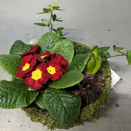 Frühlings-Moosschale rund (3 Pflanzen)