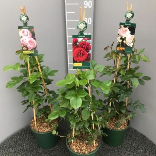 Beetrose Premium Collection ® 90cm T21