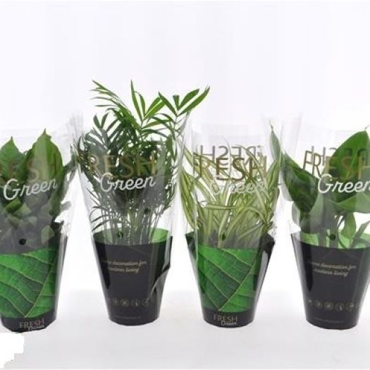 Grünpflanzen Mix `FreshGreenSpezial` T12