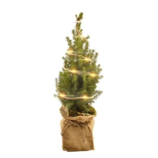 Picea conica Jute-LED 50/55 T15