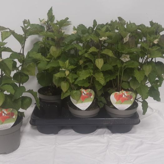 Physalis (Lampionblume) T13