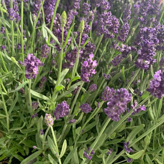 Lavendel angustifolia winterhart T13