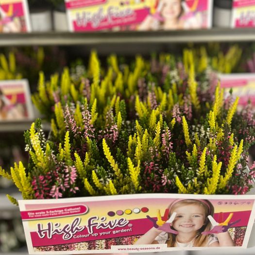 Calluna `Beauty Lady ®` High Five Mini T6