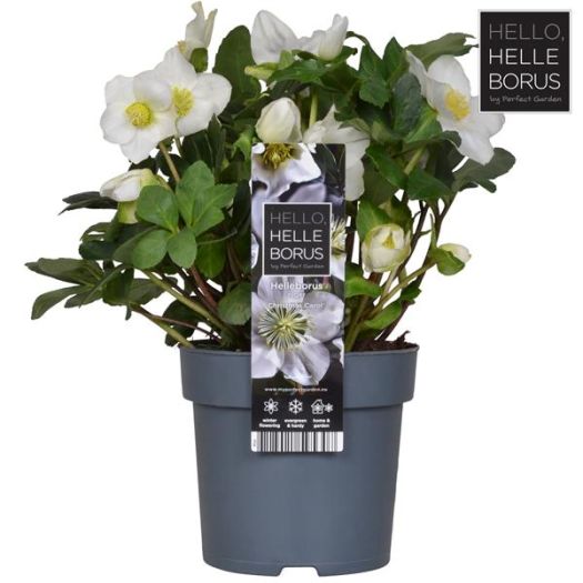 Helleborus (Christrose) Christmas Carol XL T14