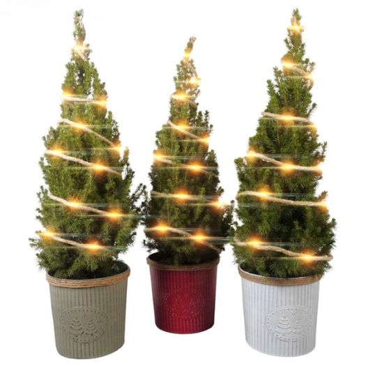 Picea conica Zink/LED 75/80 T19