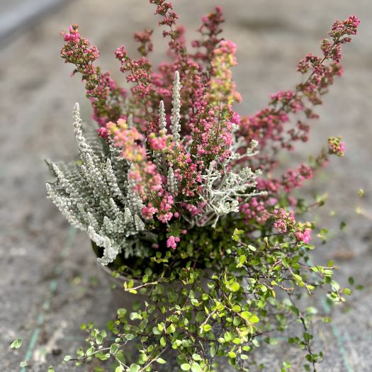 Herbstfeuer (Calluna/Gracillis/Caloce./Muehlenb.) T13