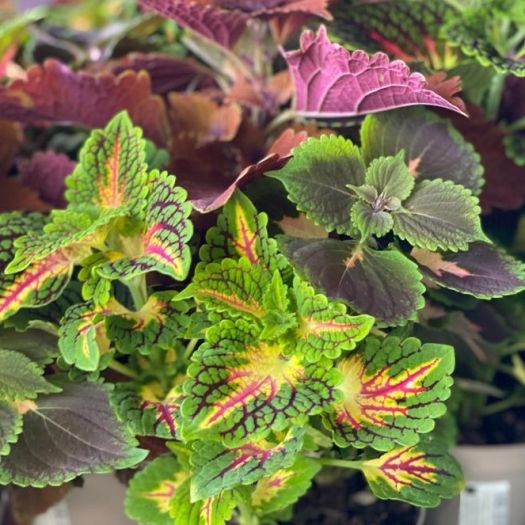 Coleus (Buntnessel) `TRIO´ (3-farbig) T13