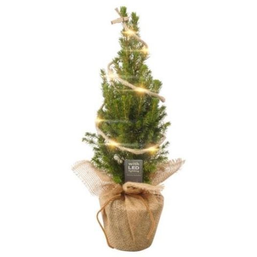 Picea Conica Jute u. LED 45/50 T13