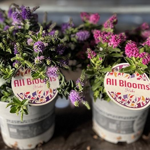 Veronica grünblättrig `All Blooms` T15