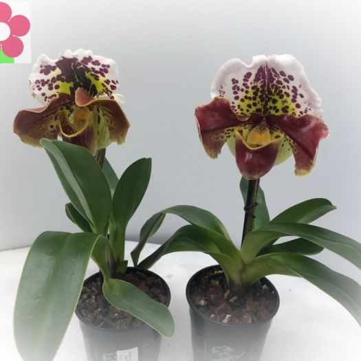 Paphiopedilum Hybriden (Frauenschuh) T12