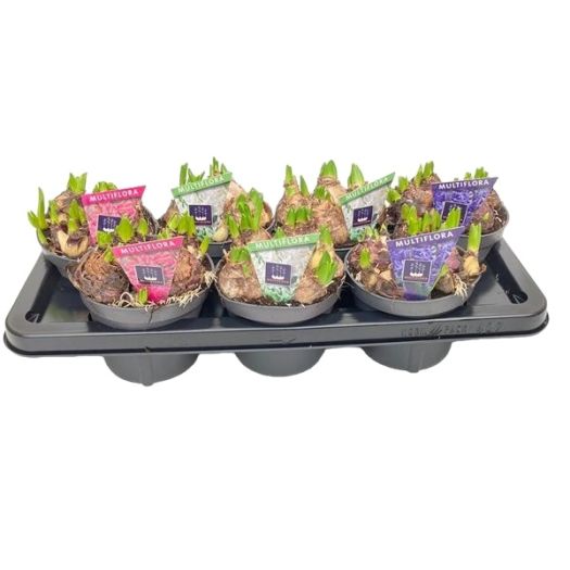 Hyazinthen multiflora XL T14