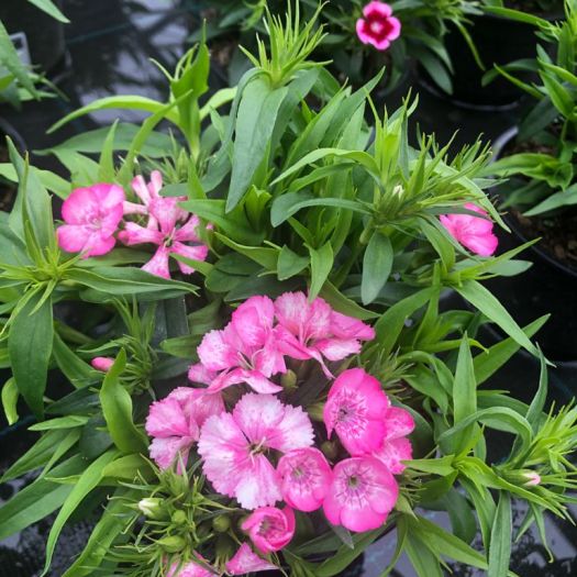 Dianthus barb. (Bartnelke) winterhart T13