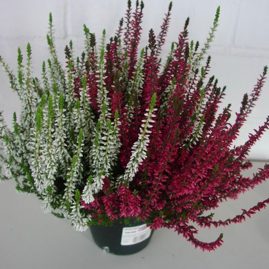 Calluna `Twin Girls®` rot/weiß T12