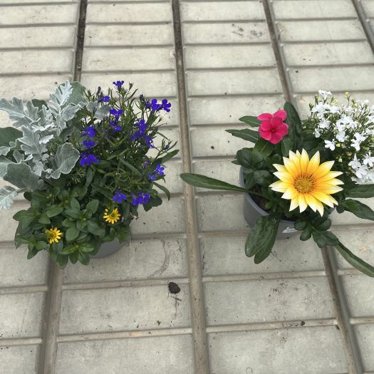 Sommerpflanzen-Mix Trio T13