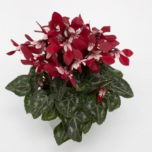 Cyclamen Midi `Djix` T11