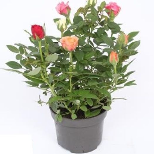 Rosen Hybriden `Quattrose` 4-farbig