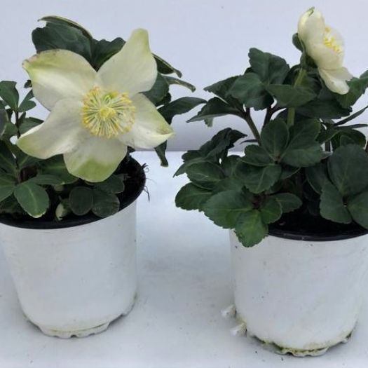 Helleborus (Christrose) Christmas Carol M T9