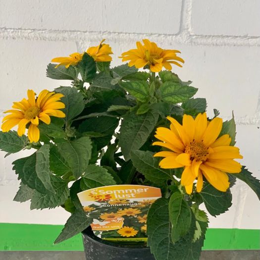 Heliopsis (Sonnenauge) winterhart T12