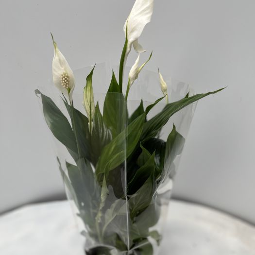 Spathiphyllum `Strauß` (Weißes Einblatt) T13
