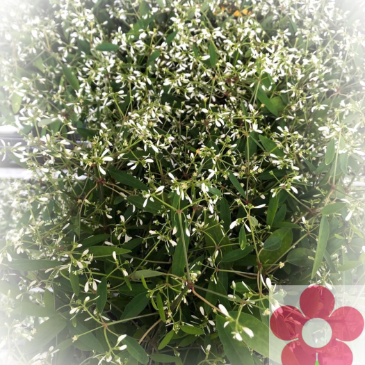 Euphorbia `DiamondFrost` (Zauberschnee) T12