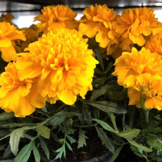 Tagetes kleinblumig (Studentenblume) T9
