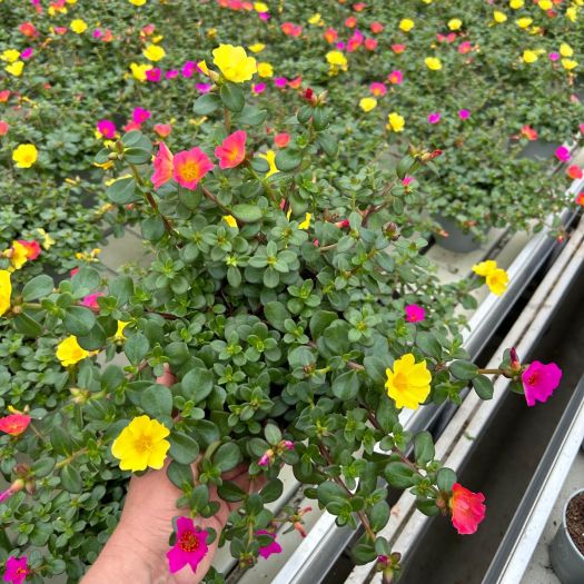 Portulaca (Portulac-Röschen) Sommertrio T14