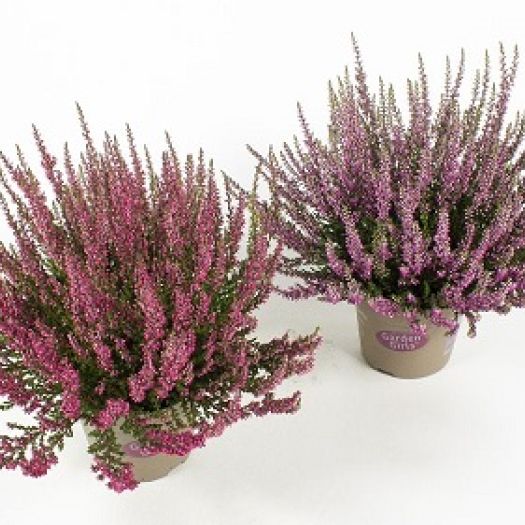 Calluna `Garden Girls` ® (Summer-Line) T11