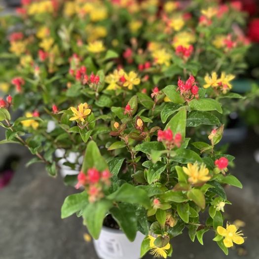 Hypericum (Johanniskraut) Mix winterhart T13