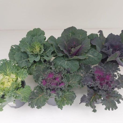Brassica (Zierkohl) T12